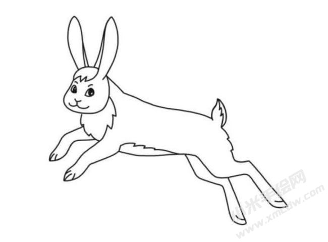 野兔簡(jiǎn)筆畫分步繪制圖示06.jpg