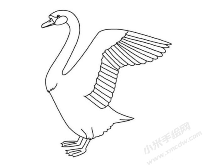 天鵝簡(jiǎn)筆畫分步繪制圖示06.jpg