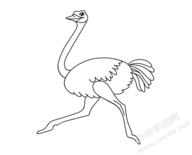 鴕鳥(niǎo)簡(jiǎn)筆畫(huà)分步繪制圖示06.jpg