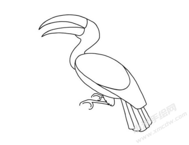 犀鳥簡筆畫分步繪制圖示04.jpg