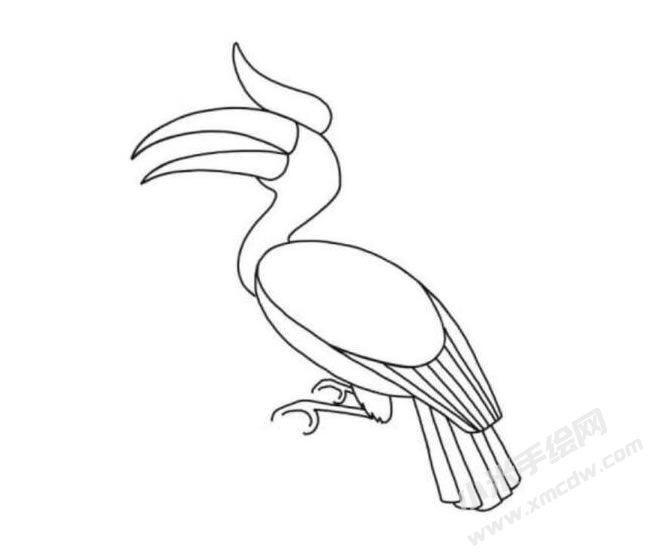犀鳥簡筆畫分步繪制圖示05.jpg