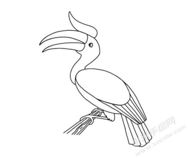 犀鳥簡筆畫分步繪制圖示06.jpg