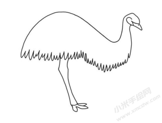 鴯鹋簡(jiǎn)筆畫分步繪制圖示04.jpg