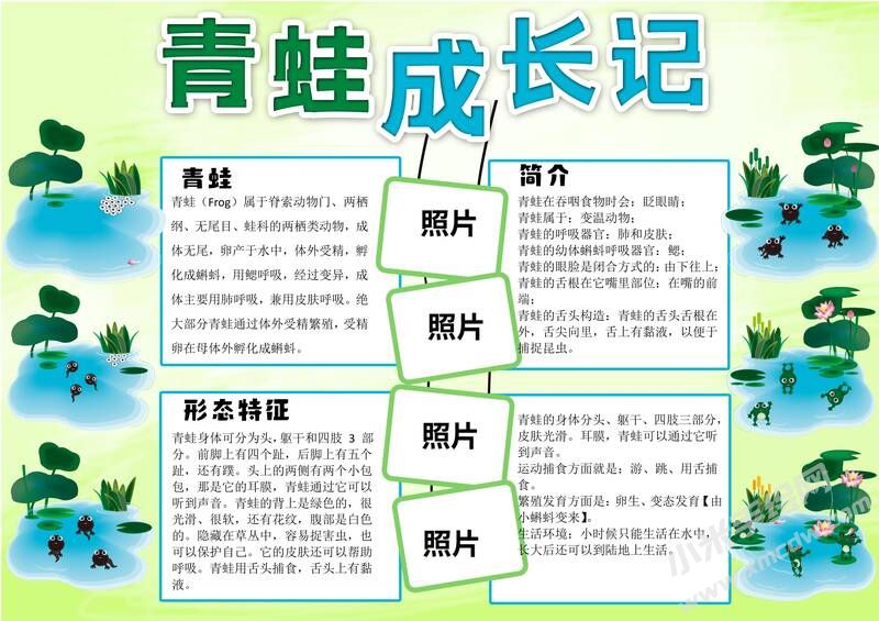青蛙成長記手抄報模板有字版.jpg