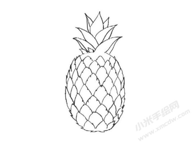 菠蘿簡筆畫法步驟圖示04.jpg