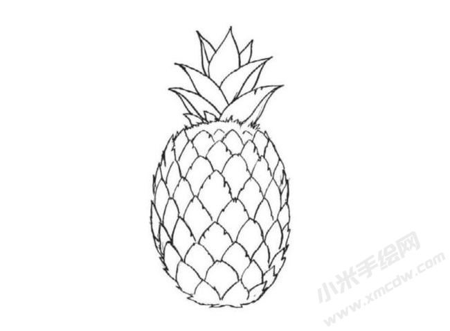 菠蘿簡筆畫法步驟圖示05.jpg