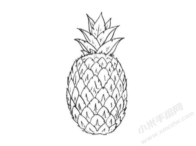 菠蘿簡筆畫法步驟圖示06.jpg