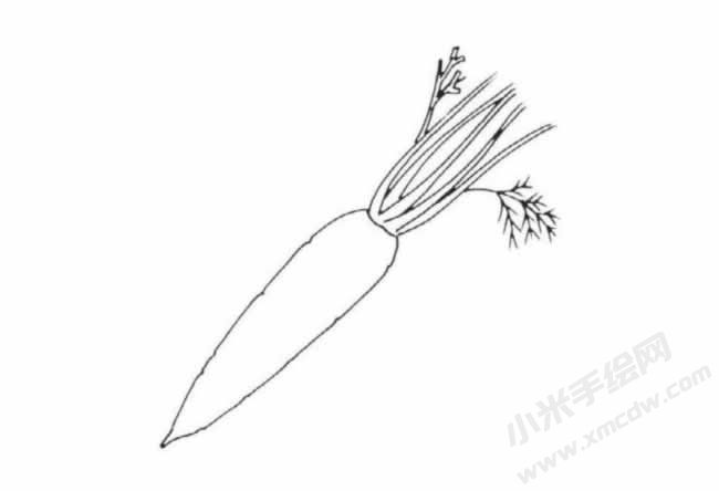 帶莖葉的胡蘿卜簡(jiǎn)筆畫分步繪制圖示04.jpg