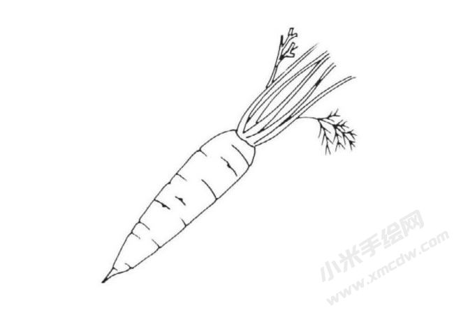 帶莖葉的胡蘿卜簡(jiǎn)筆畫分步繪制圖示05.jpg