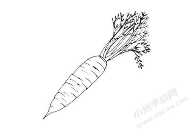 帶莖葉的胡蘿卜簡(jiǎn)筆畫分步繪制圖示06.jpg
