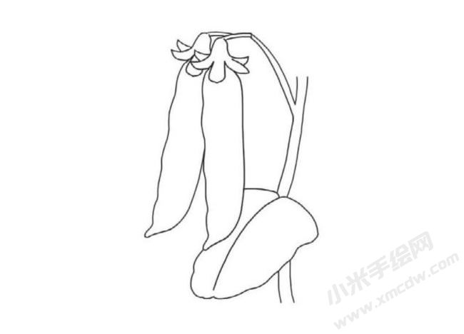 豌豆莢簡(jiǎn)筆畫分步繪制圖示04.jpg