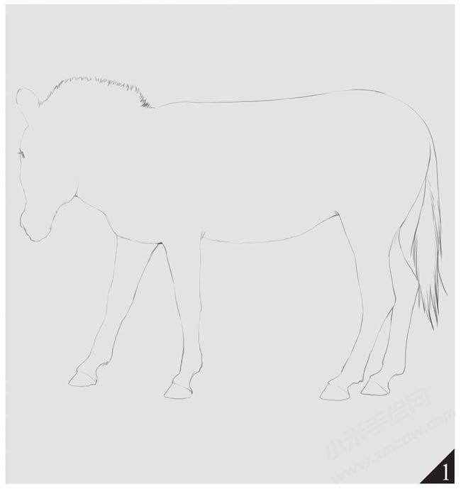 斑馬素描畫(huà)法步驟圖示01.jpg