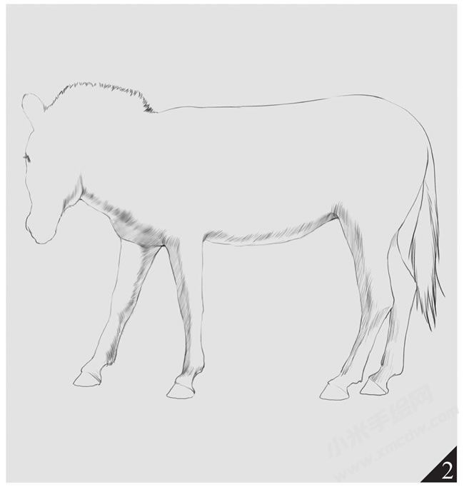 斑馬素描畫(huà)法步驟圖示02.jpg