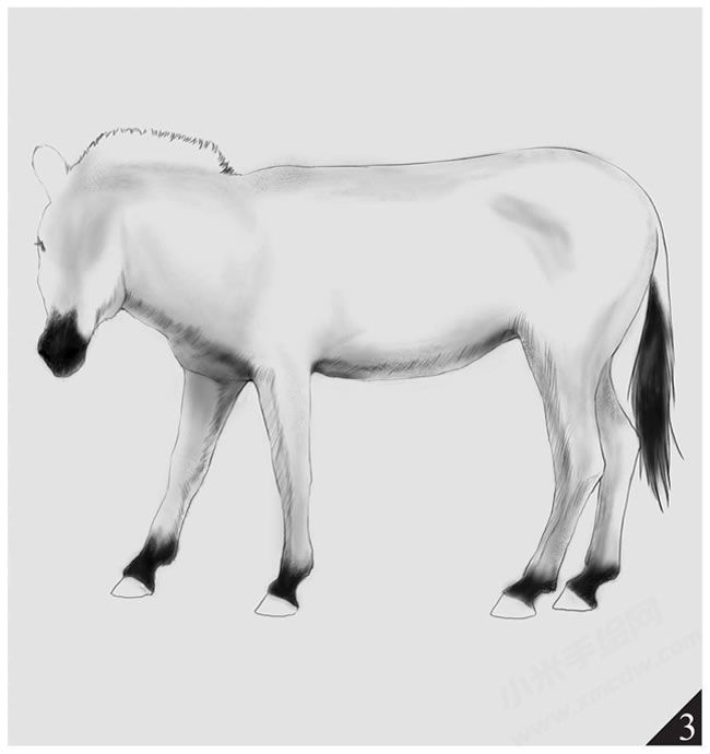 斑馬素描畫(huà)法步驟圖示03.jpg