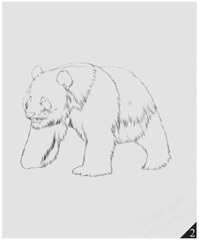 熊貓素描畫(huà)法步驟圖示02.jpg