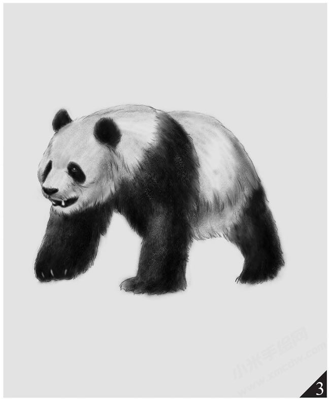 熊貓素描畫(huà)法步驟圖示03.jpg