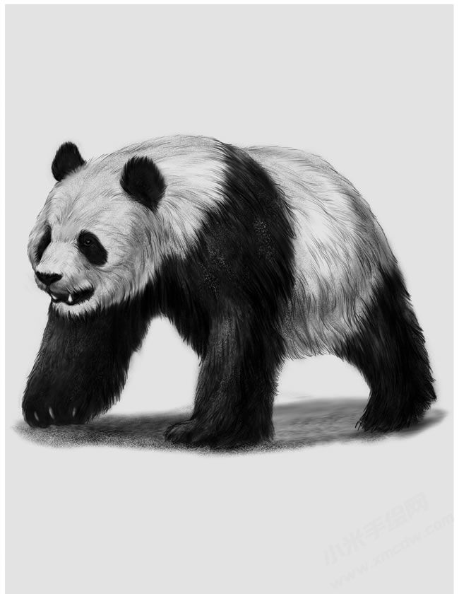 熊貓素描畫(huà)法步驟圖示04.jpg