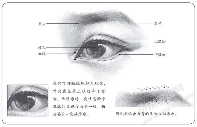眉毛和眼睛的素描畫法解析.jpg