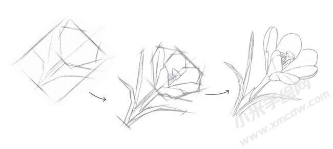 番紅花素描畫(huà)法步驟圖示01.jpg