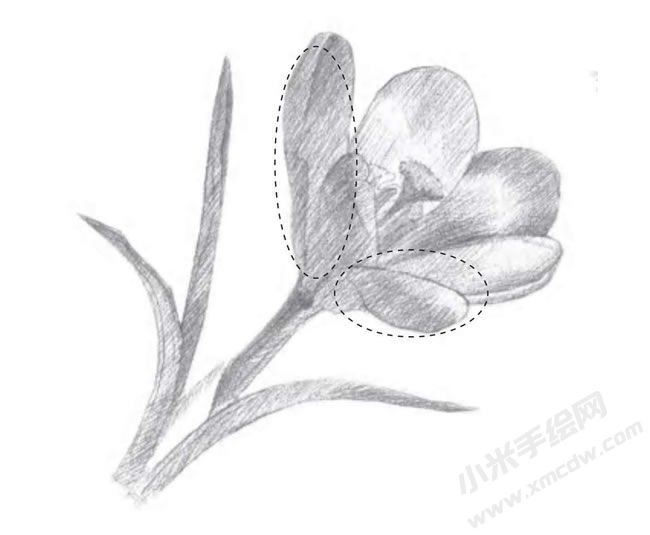 番紅花素描畫(huà)法步驟圖示02.jpg