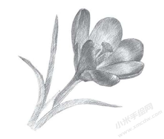 番紅花素描畫(huà)法步驟圖示03.jpg