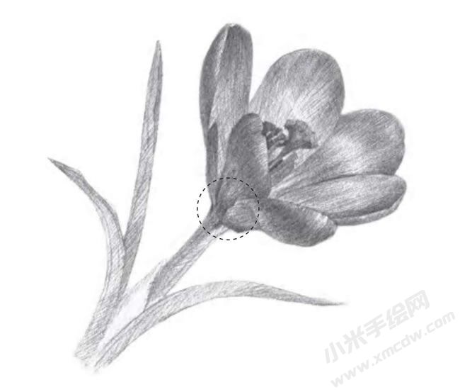 番紅花素描畫(huà)法步驟圖示04.jpg