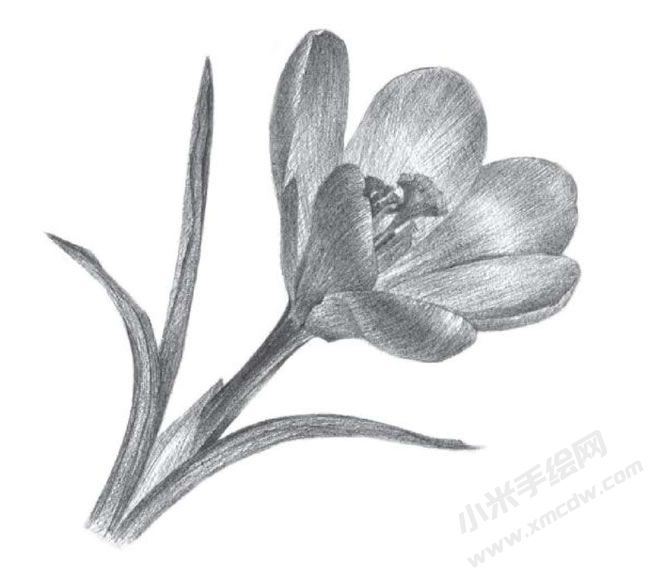 番紅花素描畫(huà)法步驟圖示06.jpg