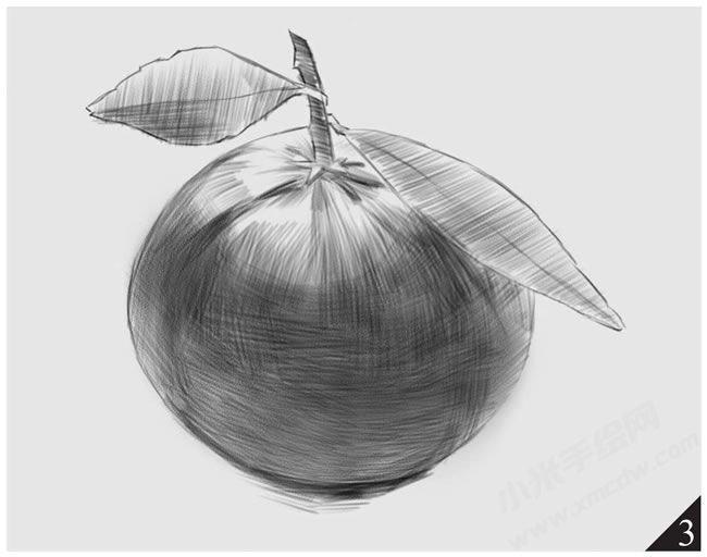 橘子素描畫(huà)法步驟圖示03.jpg