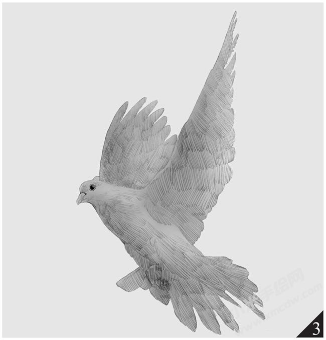 鴿子素描畫法步驟圖示03.jpg