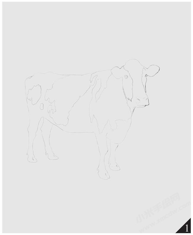 奶牛素描畫(huà)法步驟圖示01.jpg