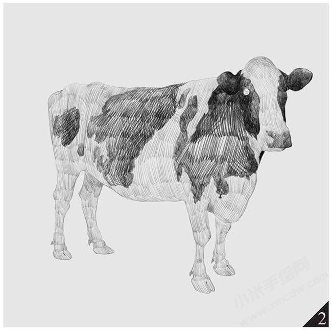 奶牛素描畫(huà)法步驟圖示02.jpg