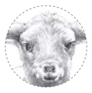小綿羊素描細節(jié)01.jpg
