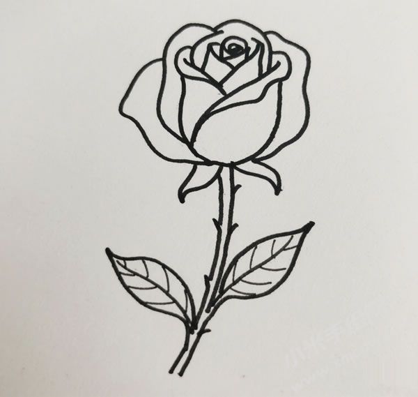 玫瑰花簡筆畫圖片01.jpg