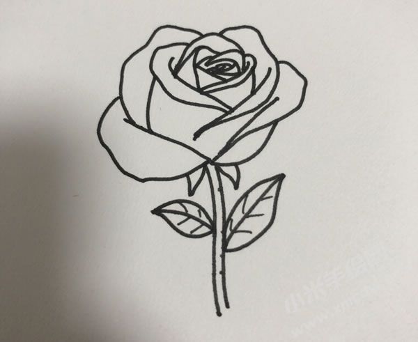 玫瑰花簡筆畫圖片02.jpg