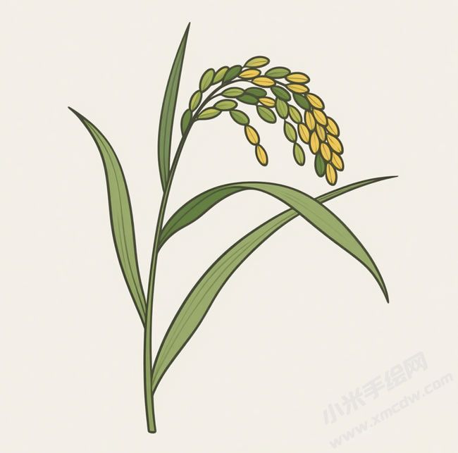 水稻簡(jiǎn)筆畫(huà)圖片.jpg
