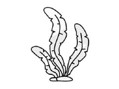 水草兒童簡(jiǎn)筆畫步驟圖示