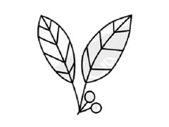 冬青簡筆畫創(chuàng)作步驟圖示