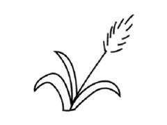 蘆葦兒童簡(jiǎn)筆畫(huà)步驟圖示