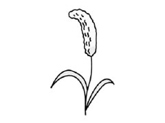 谷子簡(jiǎn)筆畫(huà)創(chuàng)作步驟圖示