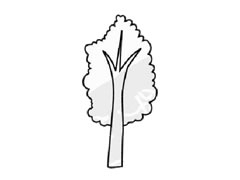 橡膠樹(shù)簡(jiǎn)筆畫(huà)創(chuàng)作步驟圖示