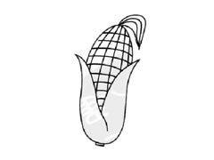玉米兒童簡(jiǎn)筆畫(huà)步驟圖示