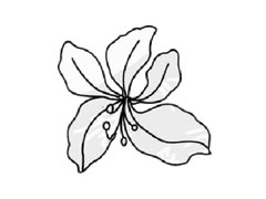紫荊花簡(jiǎn)筆畫創(chuàng)作步驟圖示