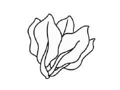 菠菜簡(jiǎn)筆畫創(chuàng)作步驟圖示