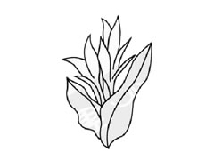 美人蕉簡筆畫創(chuàng)作步驟圖示
