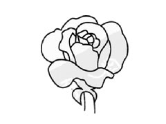 薔薇簡(jiǎn)筆畫(huà)創(chuàng)作步驟圖示