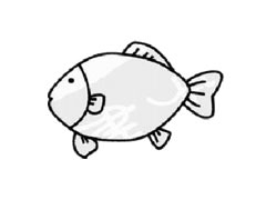 鯽魚簡筆畫創(chuàng)作步驟圖示