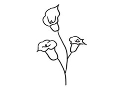 馬蹄蓮簡(jiǎn)筆畫(huà)創(chuàng)作步驟圖示