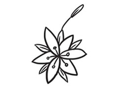 百合花簡筆畫創(chuàng)作步驟圖示
