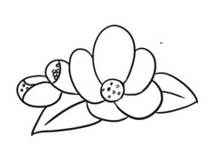 海棠花簡筆畫創(chuàng)作步驟圖示