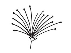 合歡花簡(jiǎn)筆畫創(chuàng)作步驟圖示